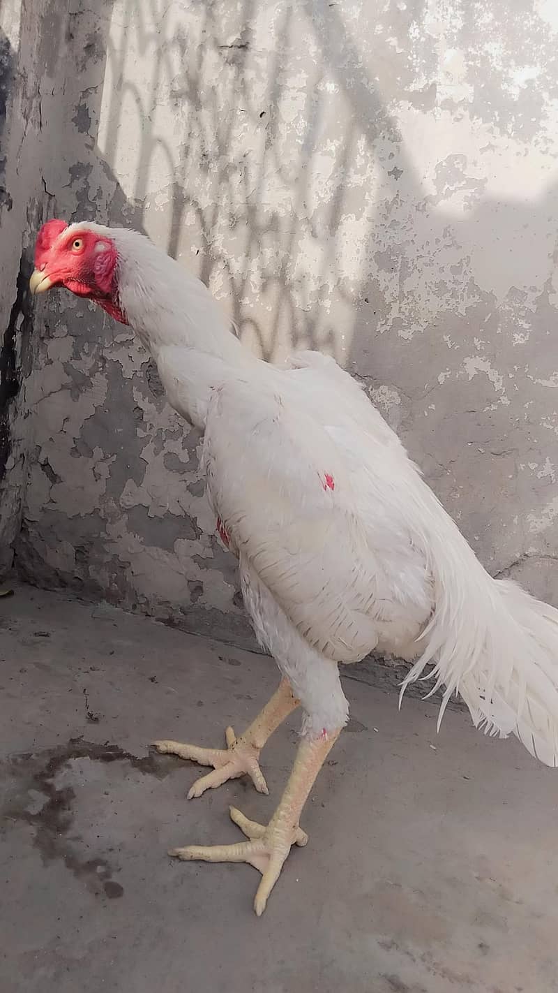 Heera 2