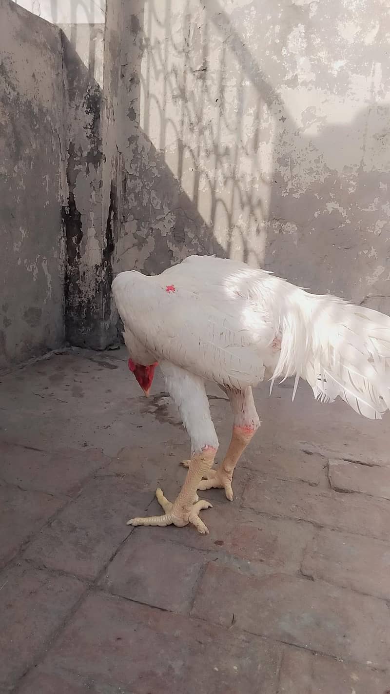 Heera 3