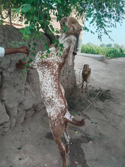 desi Bakra for sale