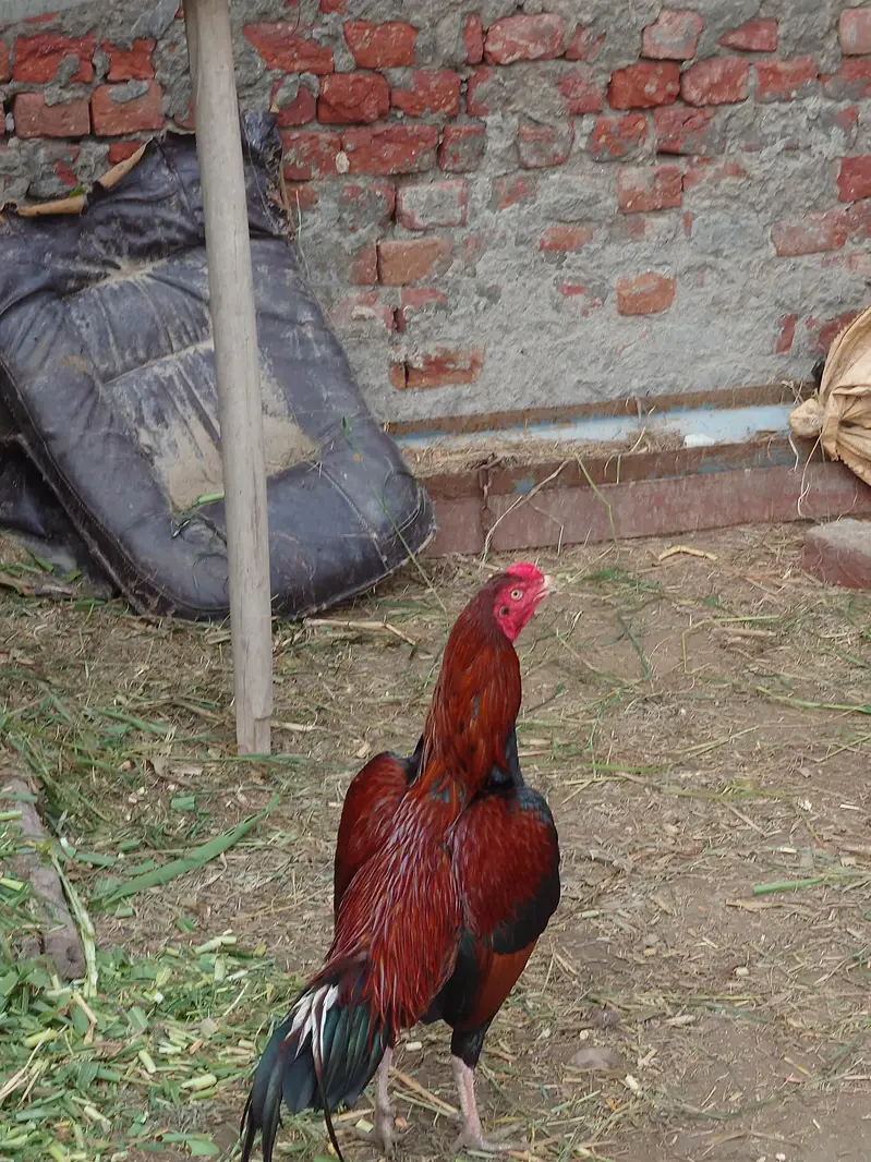 lakha aseel white nok nali — photo 2