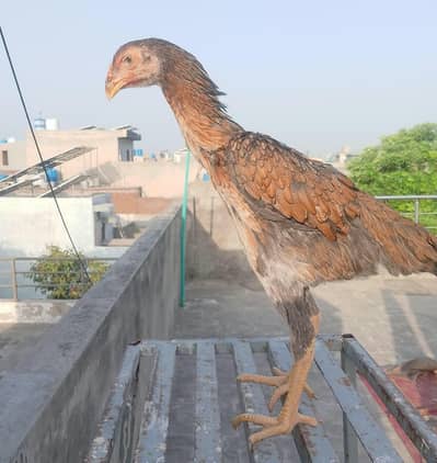 Aseel Female