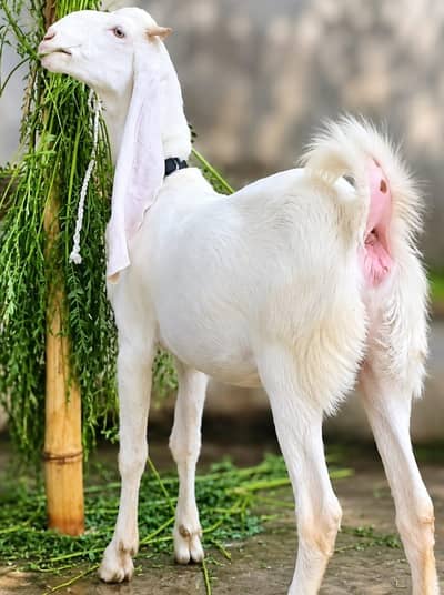 Gulabi kamori 2 dant female