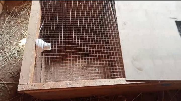brooder 1