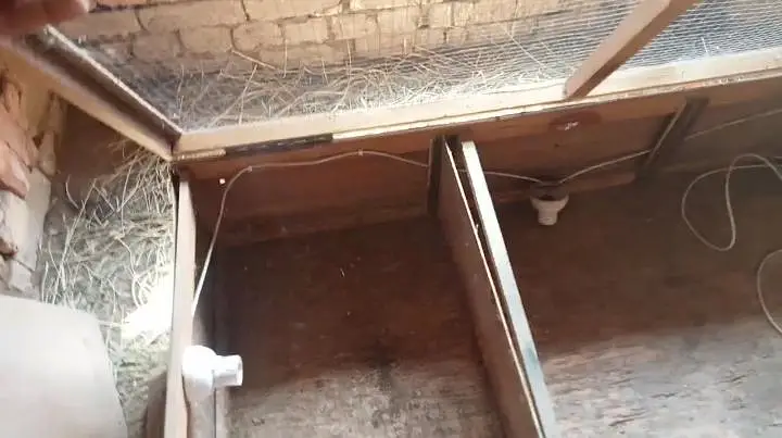 brooder — photo 4