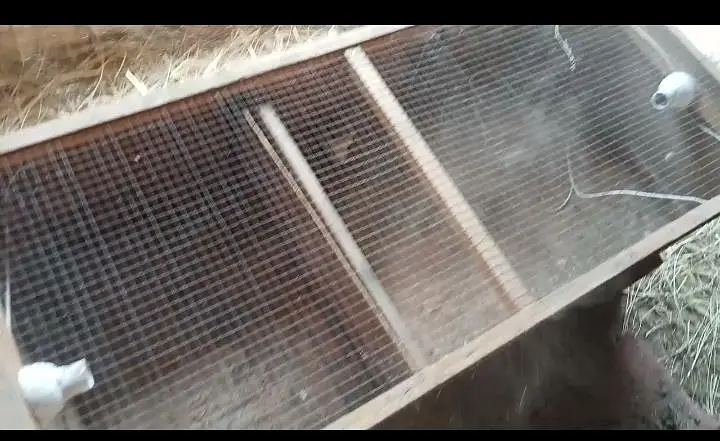 brooder — photo 9