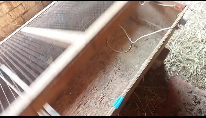 brooder — photo 10