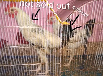 Desi murga for sale in just 1250