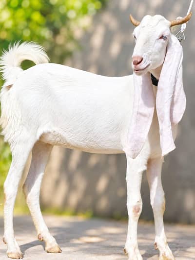 Gulabi kamori female