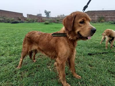 1 adult female and two puppies both female
