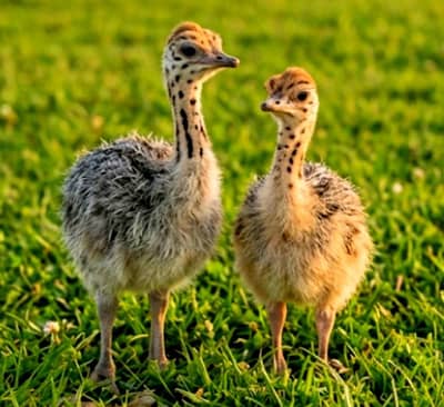 Ostrich Chicks For Sale