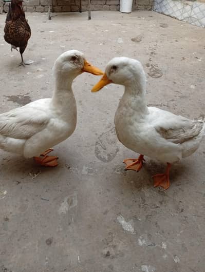 white Pekin ducks pair