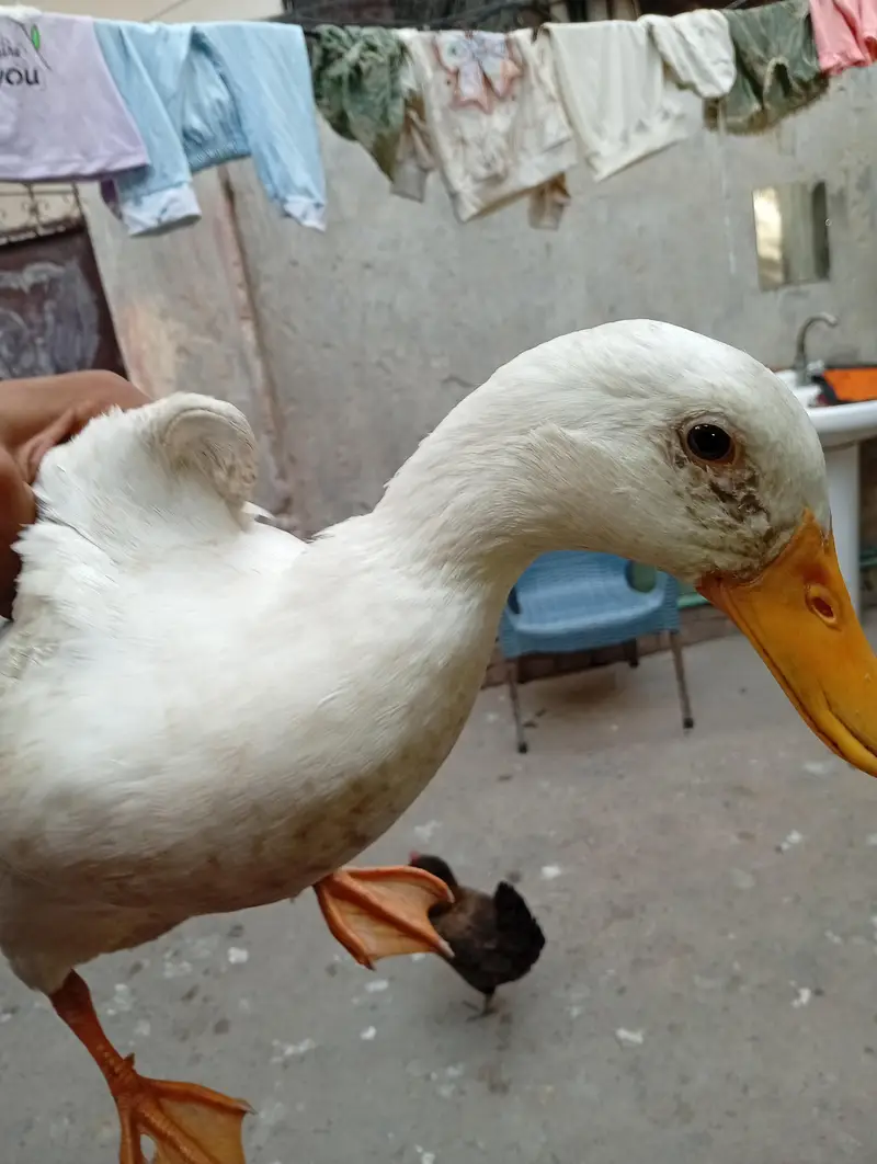 white Pekin ducks pair — photo 2