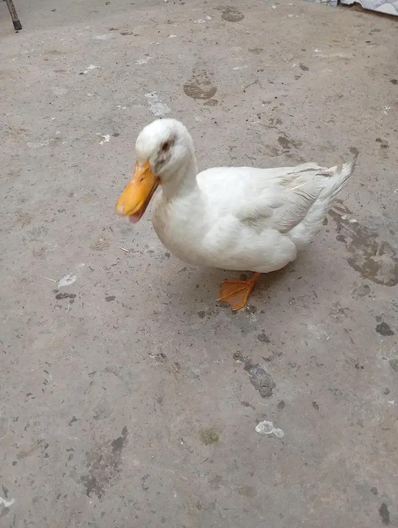 white Pekin ducks pair — photo 3