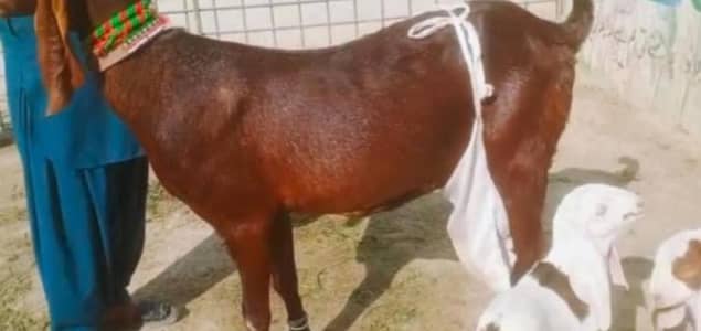 Desi Bakri 2 Bacchon ka Sath for sale