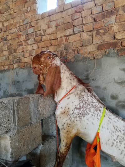 makhicheena breeder forsale