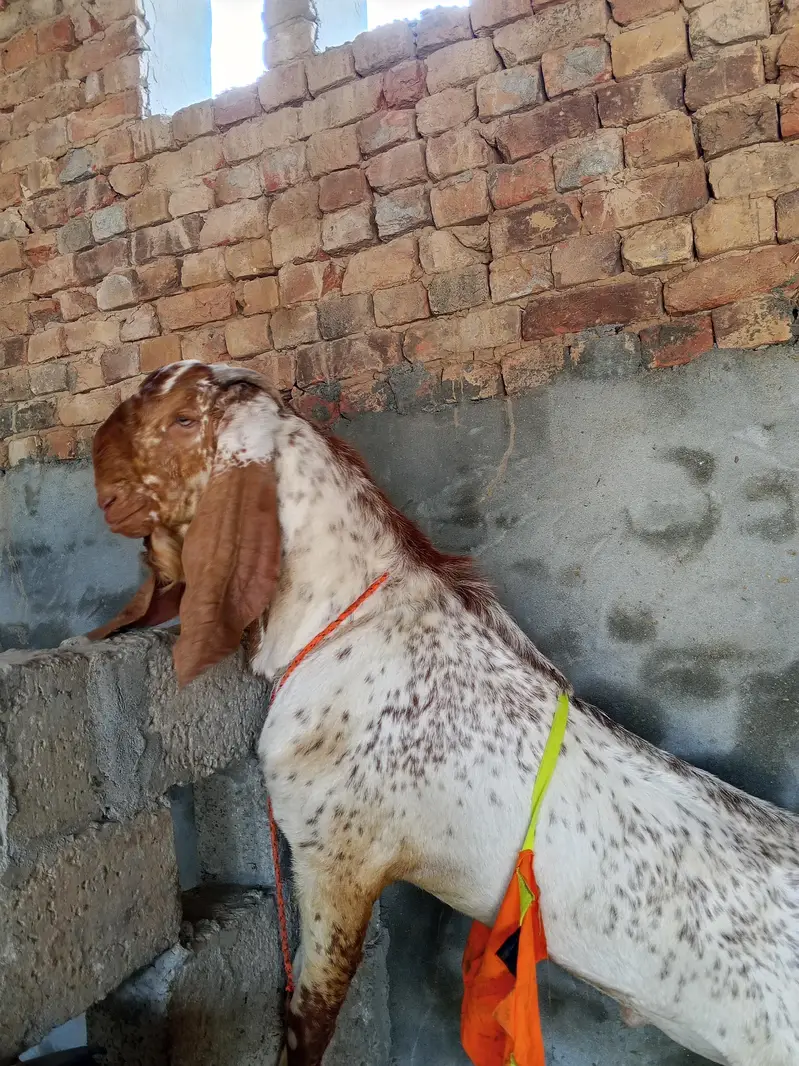 makhicheena breeder forsale — photo 2