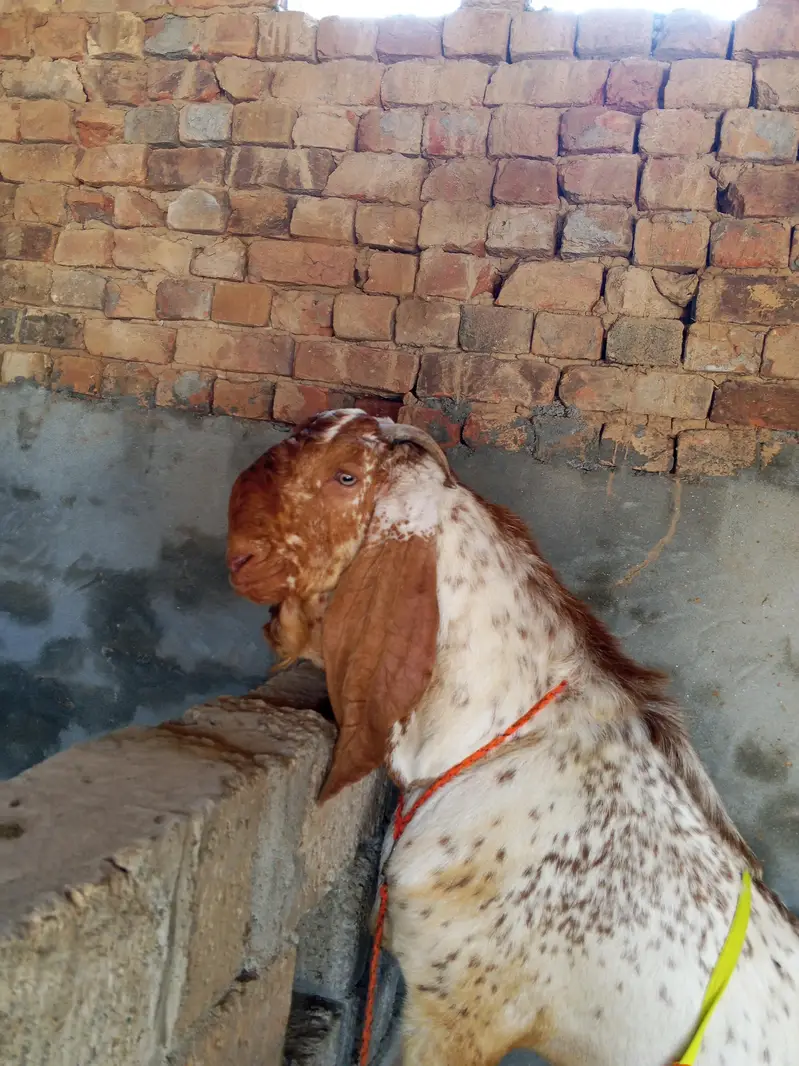 makhicheena breeder forsale — photo 3