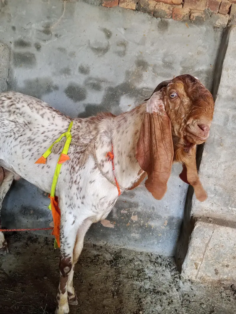 makhicheena breeder forsale — photo 4