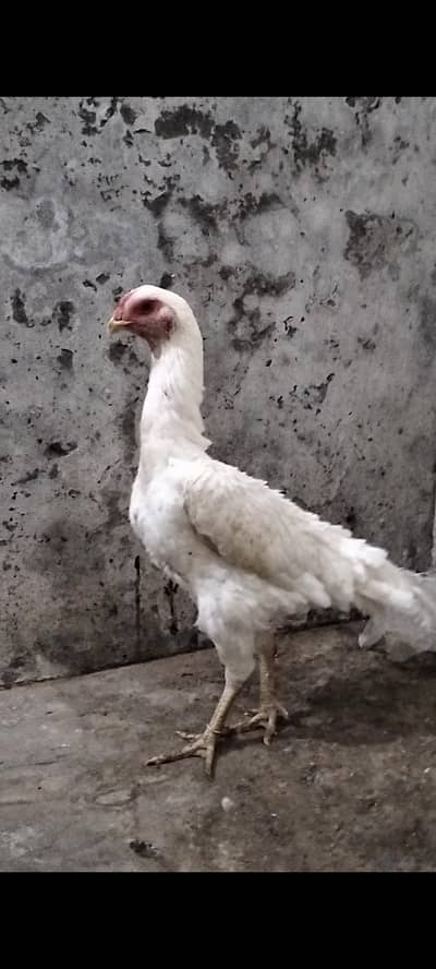 Pure| White| German| Shamo| Female| For Sale|