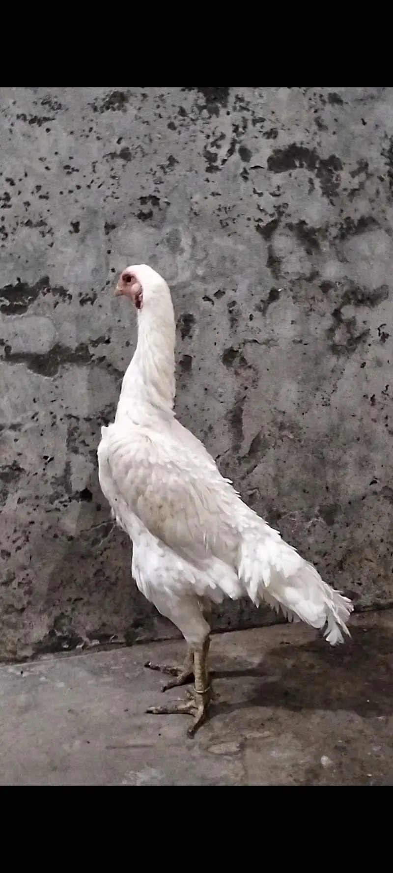 Pure| White| German| Shamo| Female| For Sale| — photo 2