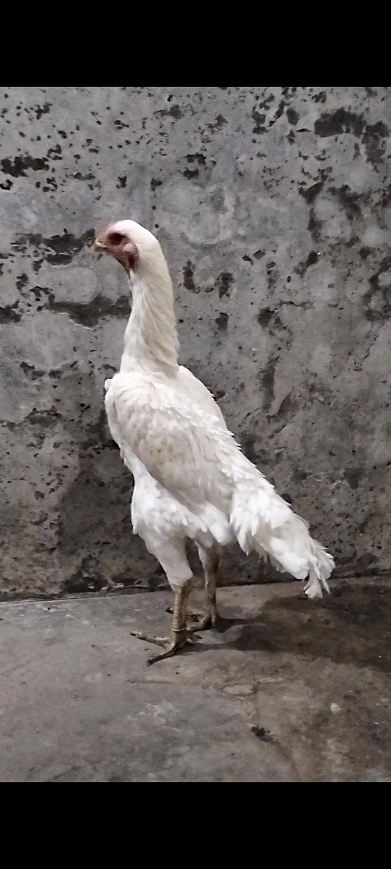 Pure| White| German| Shamo| Female| For Sale| — photo 3