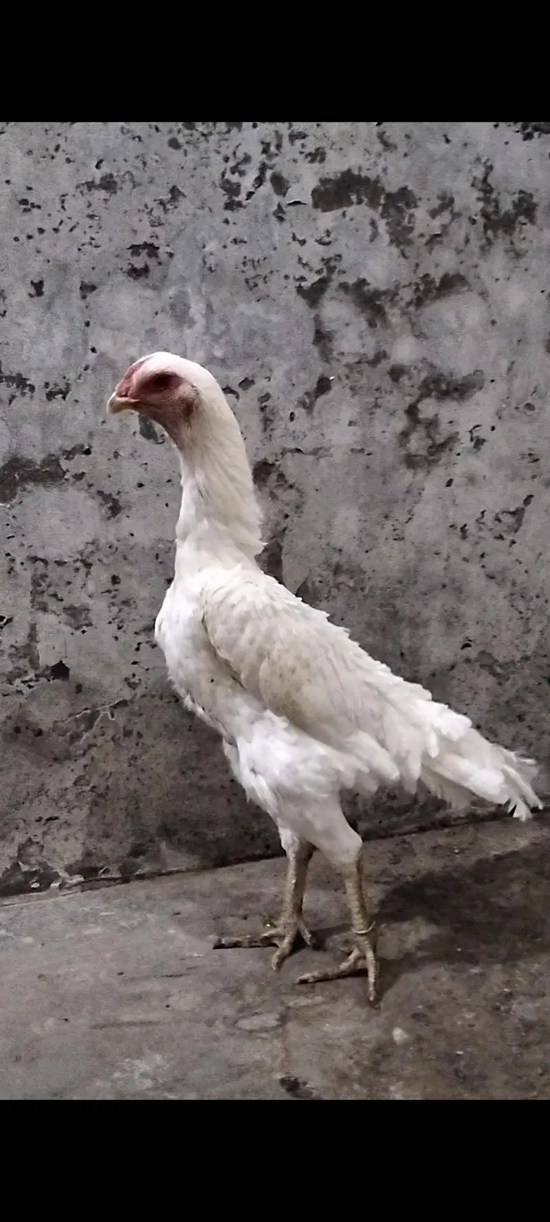 Pure| White| German| Shamo| Female| For Sale| — photo 4