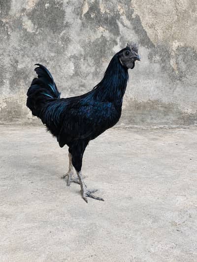 Ayam Cemani Male