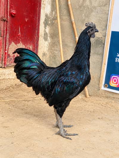 Indonesian Ayam Cemani