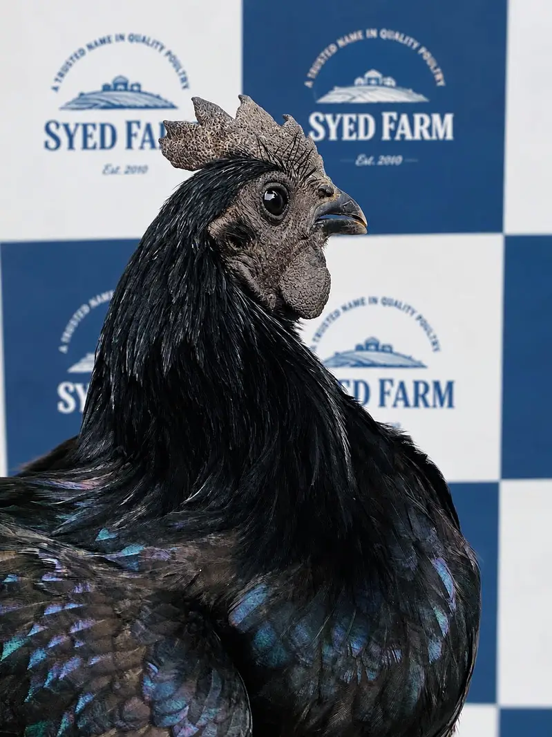 Ayam Cemani Male — photo 3