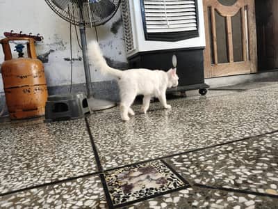 black white Persian pair