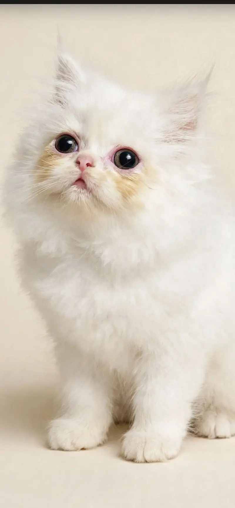 Persian kittens for urgent sale 03145065654 — photo 2