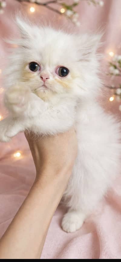 Persian kittens for urgent sale 03145065654