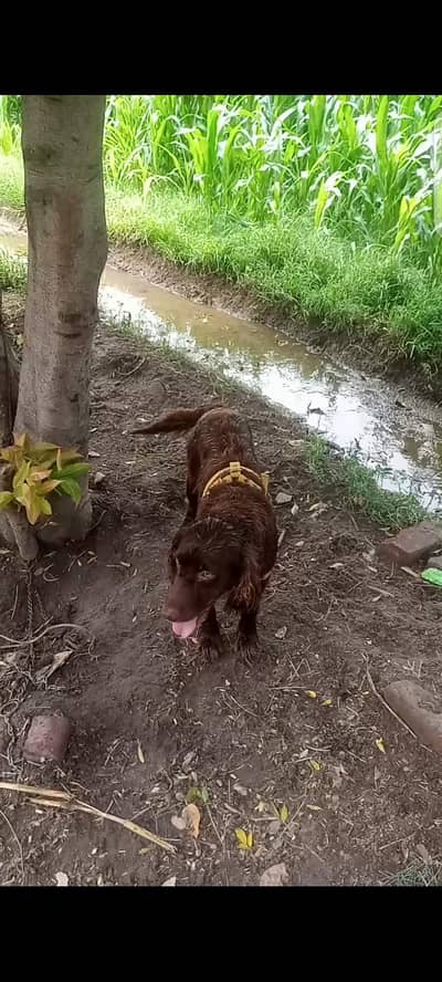dogss