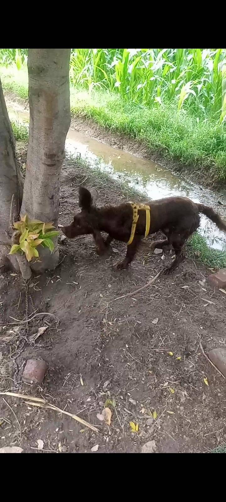 dogss 1