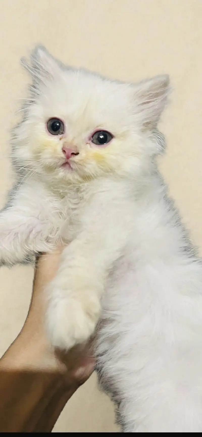Persian kittens for urgent sale 03145065654 — photo 3
