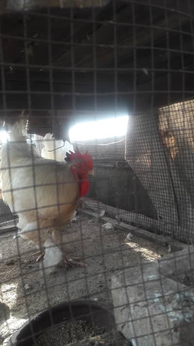 white heavy buff pair is for sale