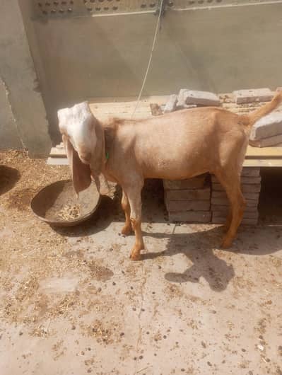 Bakra or dumba for sale