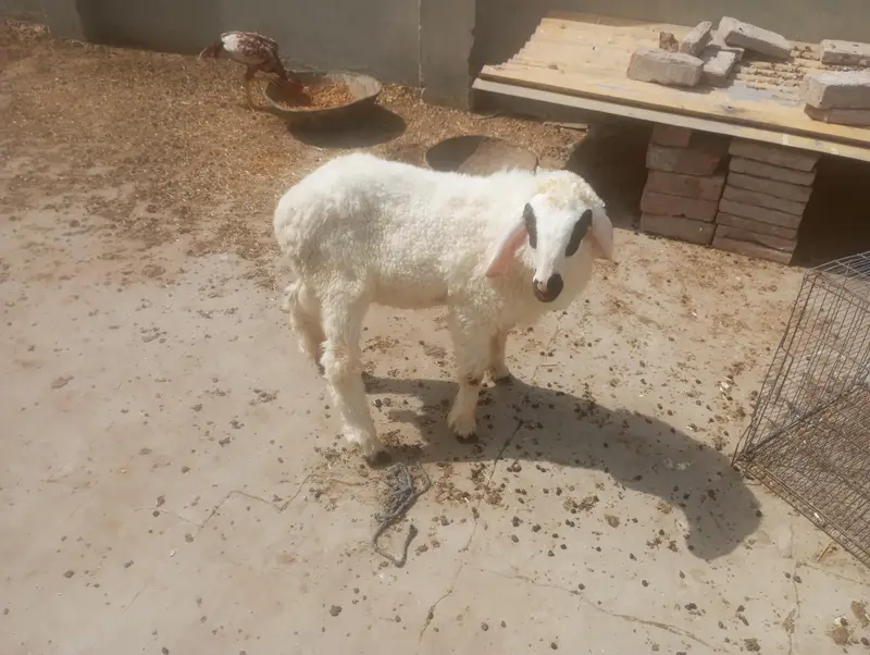 Bakra or dumba for sale — photo 2