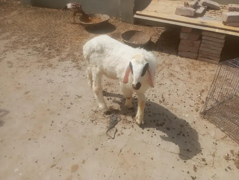 Bakra or dumba for sale — photo 3