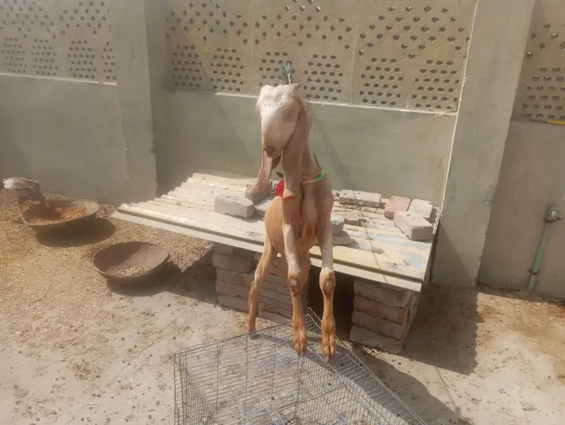 Bakra or dumba for sale — photo 4