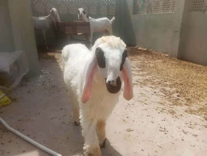 Bakra or dumba for sale — photo 5