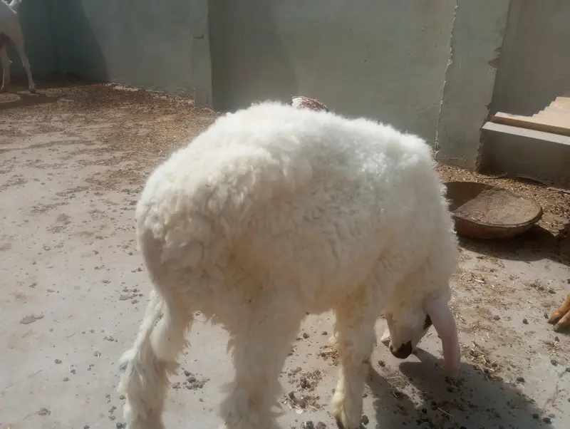 Bakra or dumba for sale — photo 6