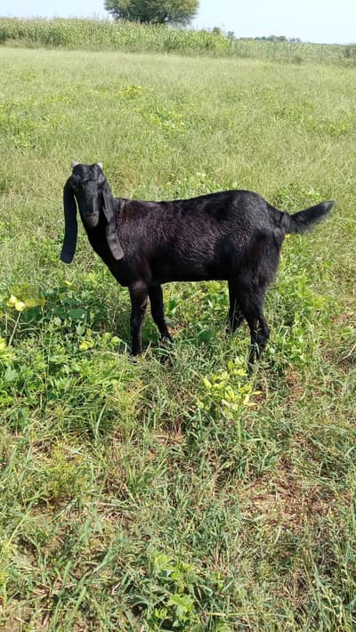Pure Beetal Pregnant 1st Timer for Sale