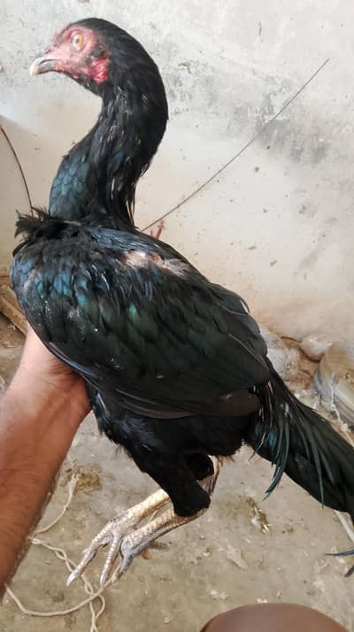 Aseel lsani patha for sale