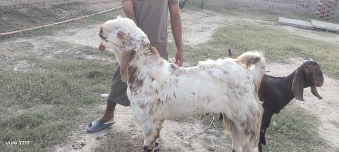Bakra for scale