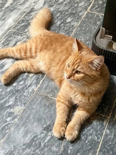 Orange tabby cat Russian mixed