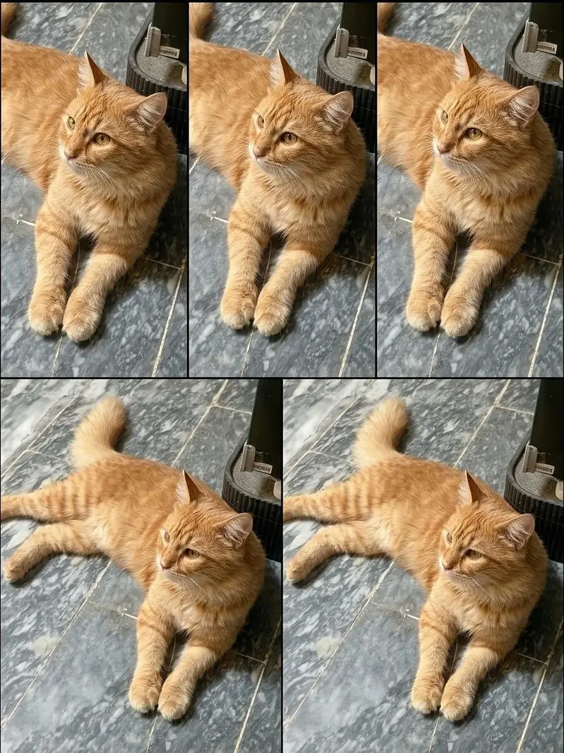 Orange tabby cat Russian mixed — photo 2