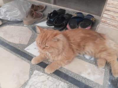 Persian tripple furry punch face