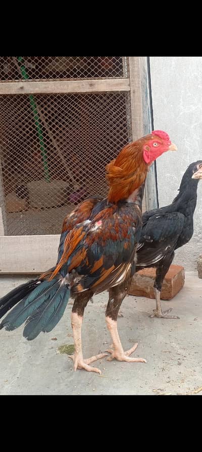 mianwali Aseel murga boht hi Tez