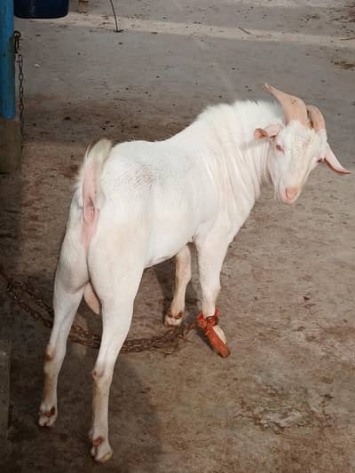 1 Teddy male pointed | Gulabi | breeder quality | home breed